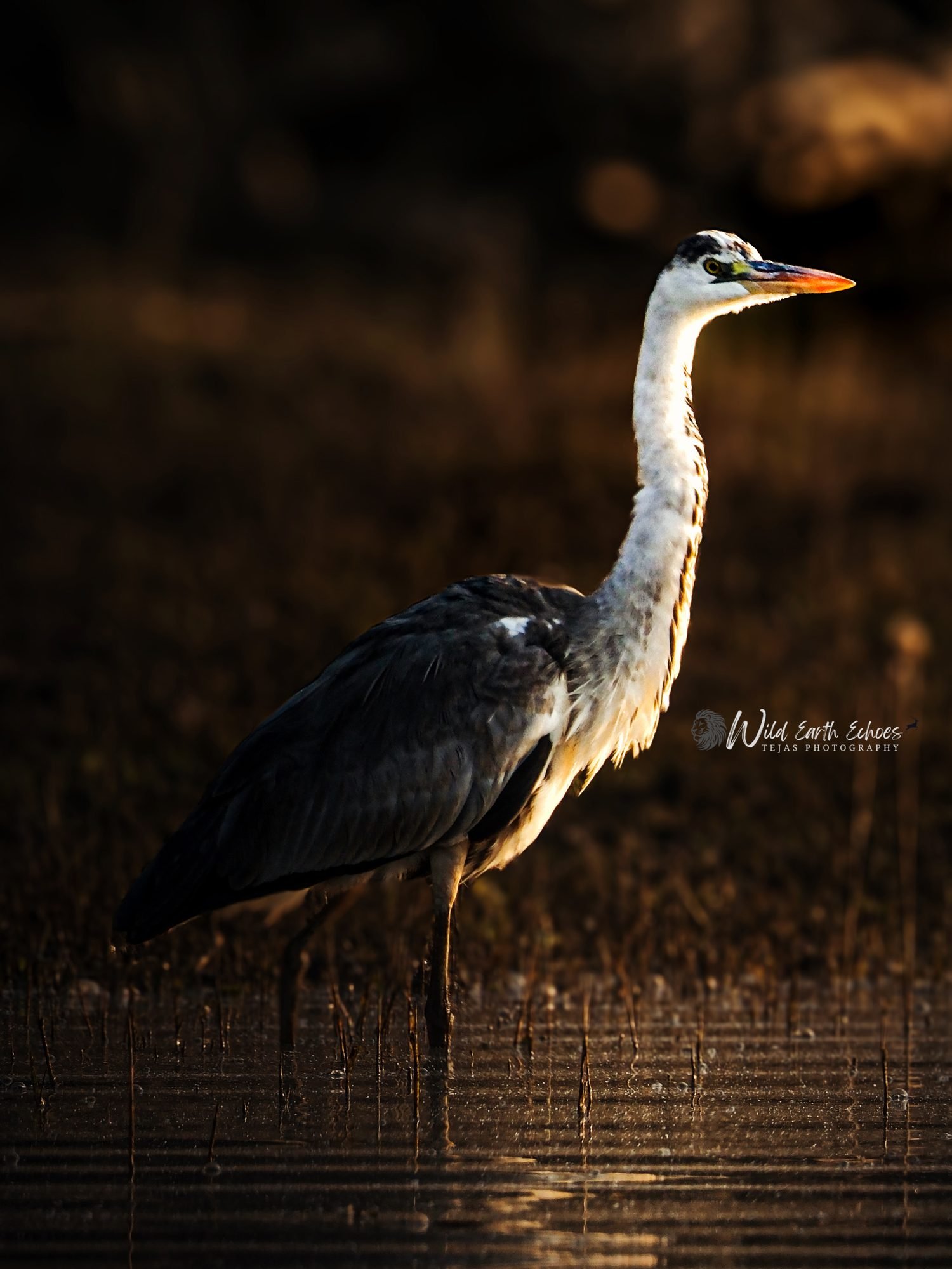 A grey heron standing still at the water's edge