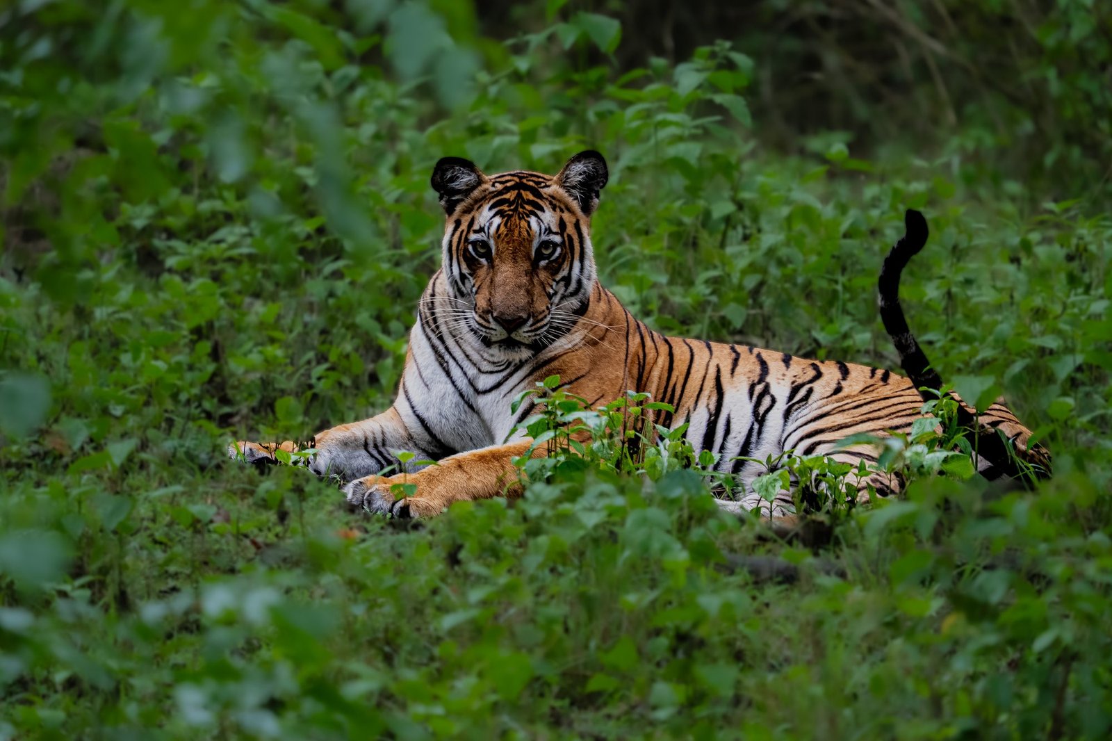 A tiger resting in the grass