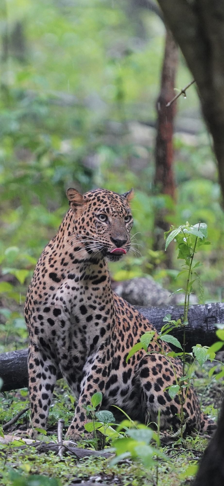 An Indian leopard sitting in the forest